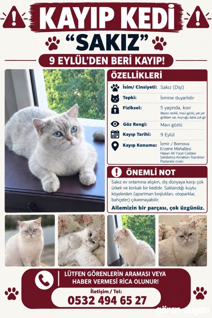 İzmir Bornova evka 3 de sakızım kayboldu