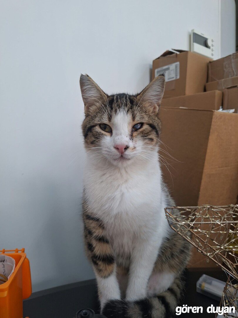 KAYIP KEDİ-CAN-İZMİR