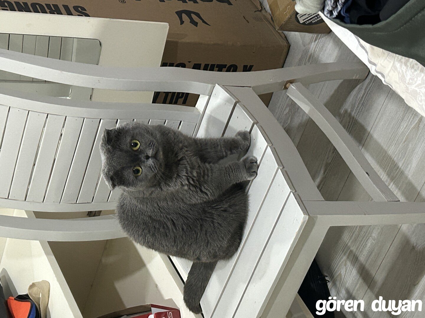 Kayıp Kedi Çeliktepe -Çataltepe