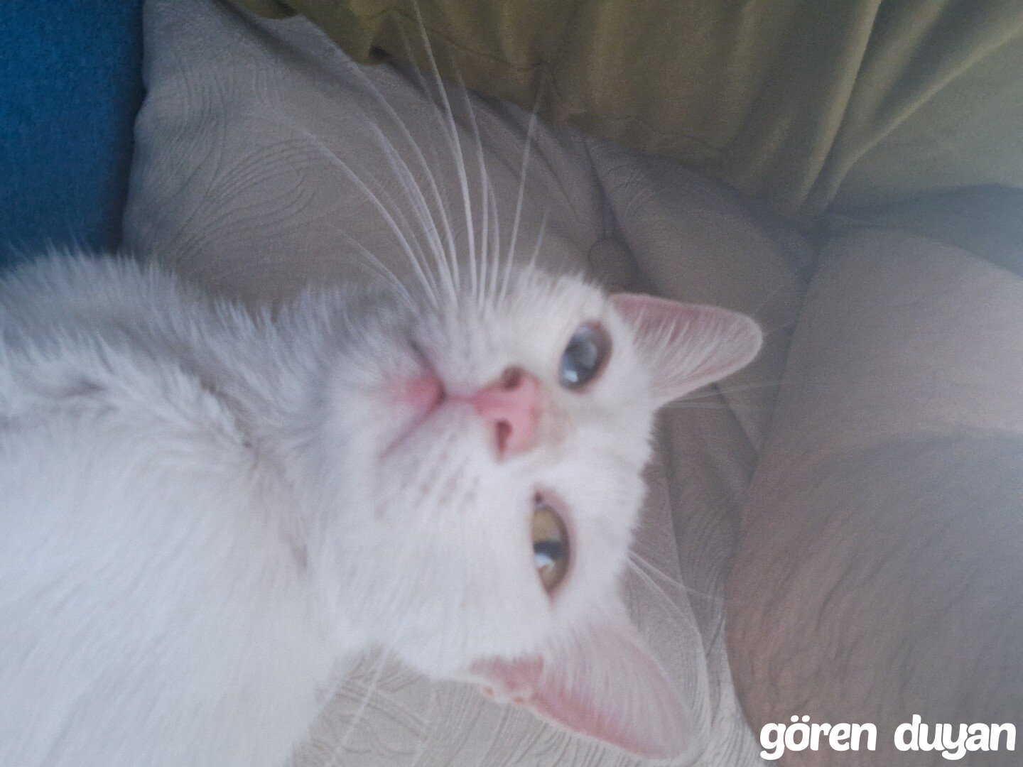 Kedi buldum