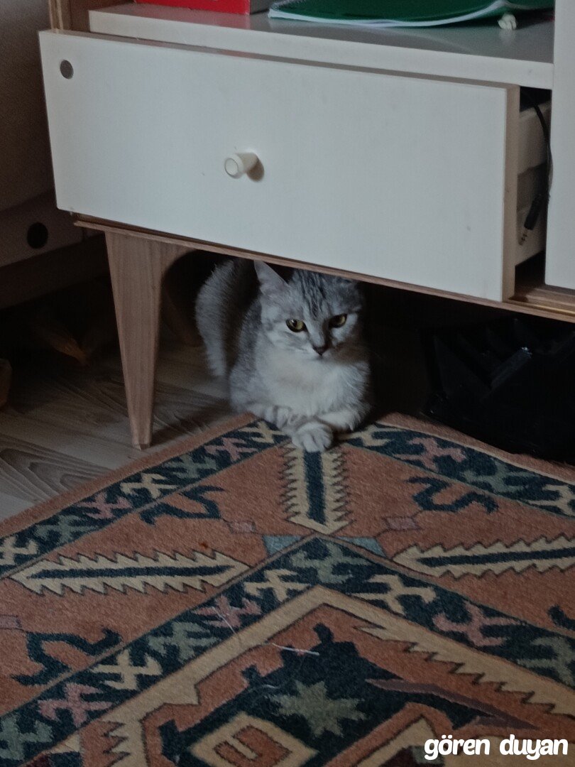 Kayip kedi esenyurtta kayboldu