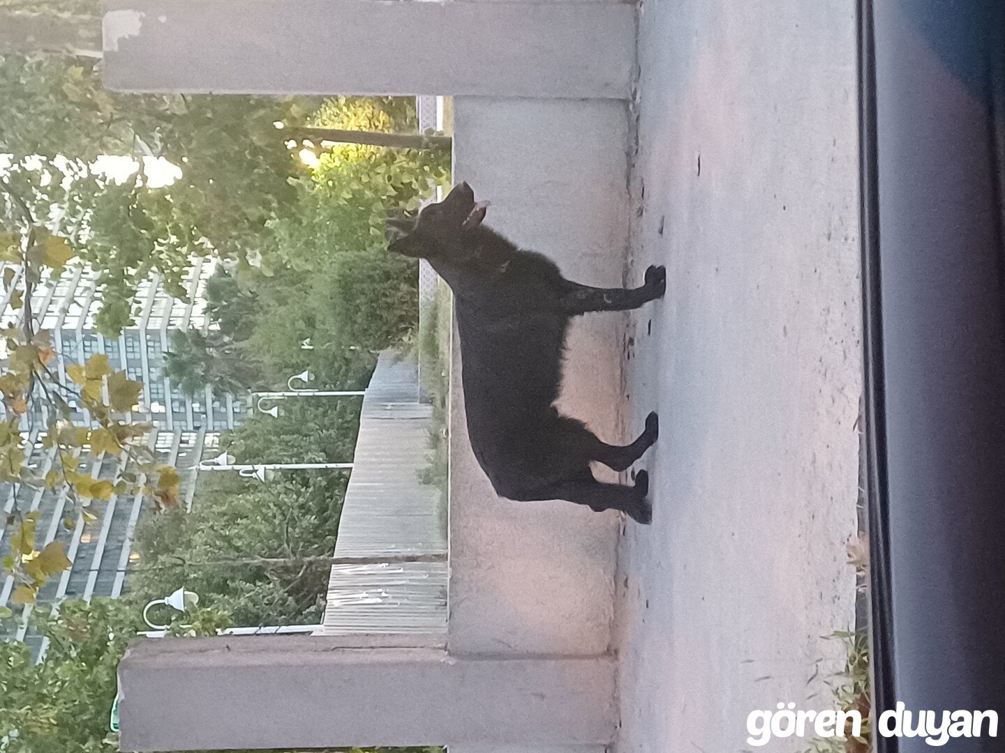 Sahibi Aranıyor: Köpek (12.09.2026)
