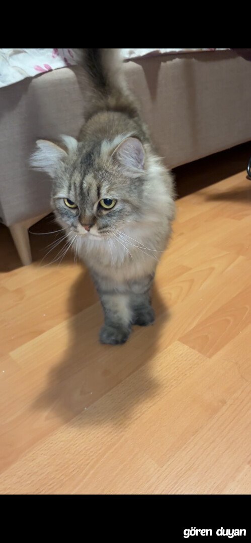 Sahibi Aranıyor: Kedi (12.09.2026)