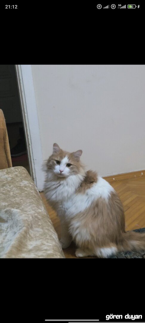 Bilecik - Inhisar Kayıp Kedi