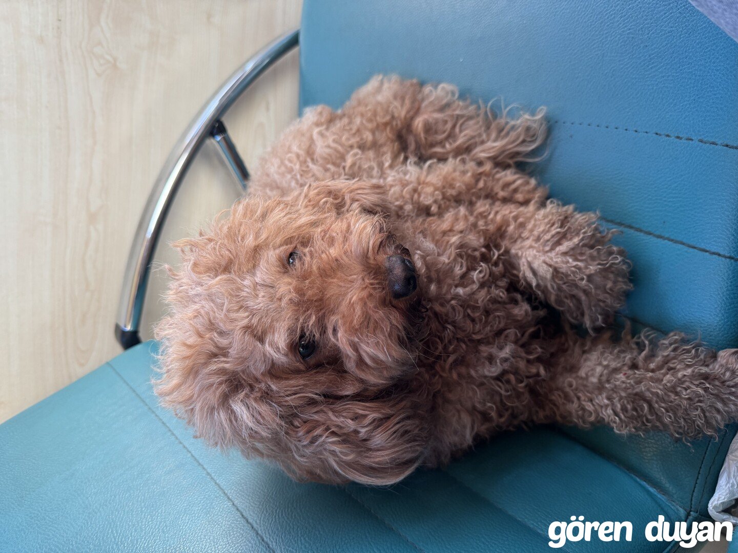 Kayıp köpek-İstanbul Bakırköy
