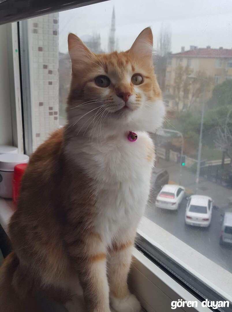 Kayıp Kedi (10.09.2026)