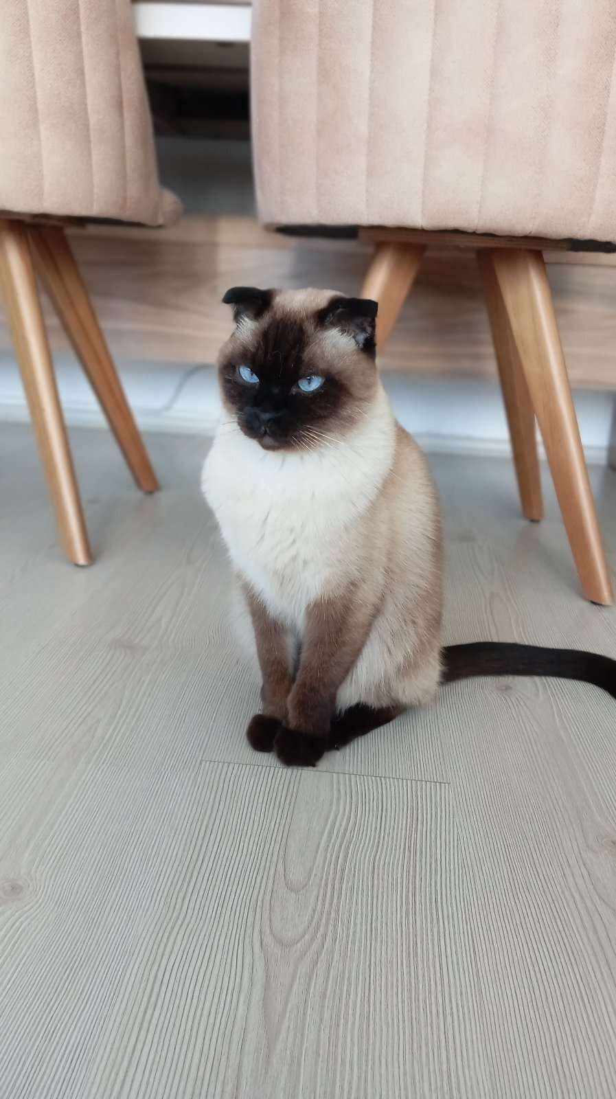 Kayıp Kedi (01.07.2026)