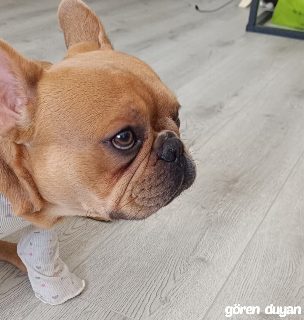 Kayıp Köpek (10.09.2026)