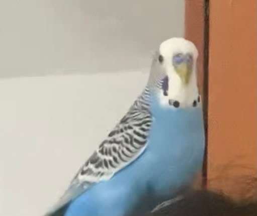 Bulana güzel bir ödül vercez
