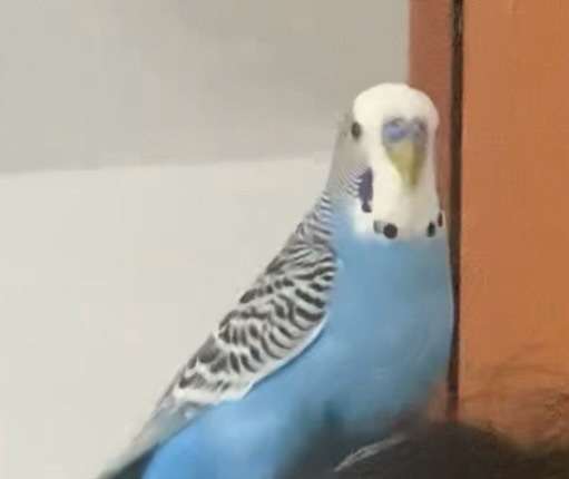 Bulana güzel ödül verilecek