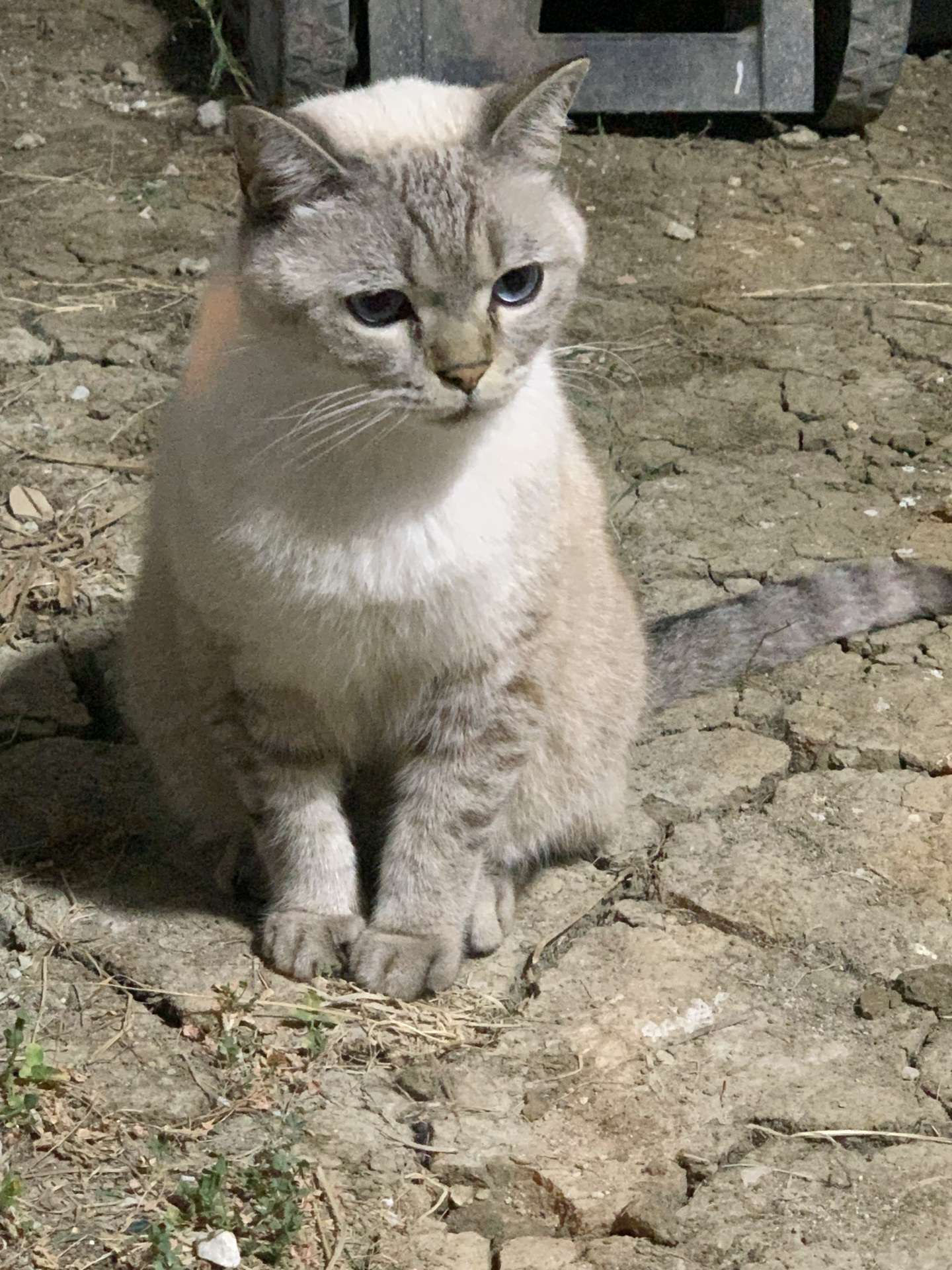 Sahibi Aranıyor: Kedi (13.09.2026)