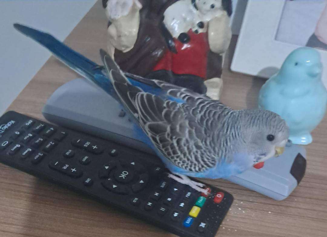 Ankara Kayıp Muhabbet Kuşu