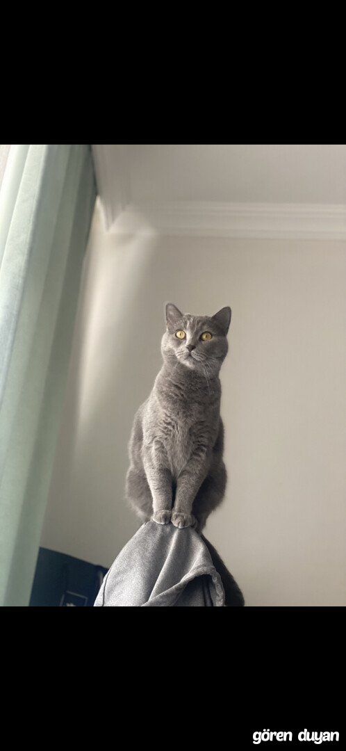 Kayıp Kedi (13.09.2026)