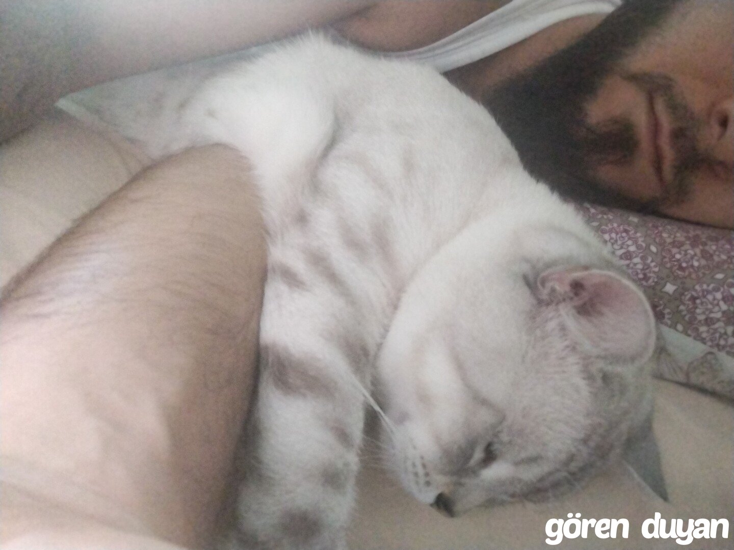 Kayıp kedi Kocaeli Körfez yarimca