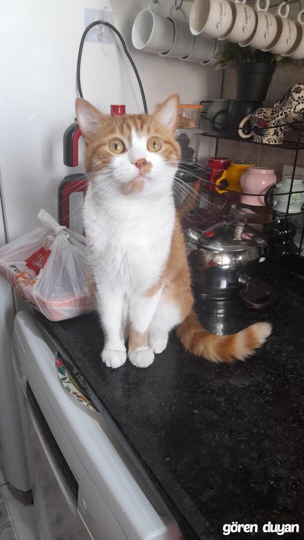 Kayıp kedi Gaziosmanpaşa