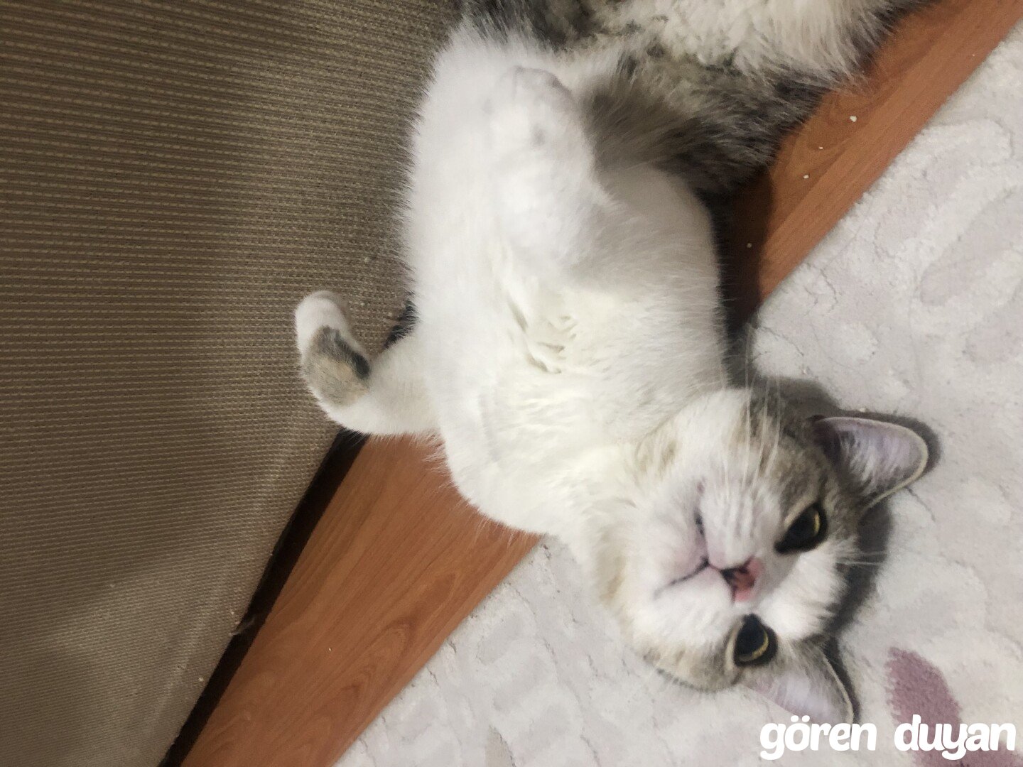 Kayıp Kedi - Kırıkkale Valilik