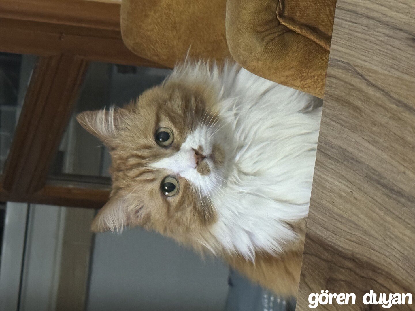 Tulumtas, Golbası Kayıp Kedi (5.09.2026)