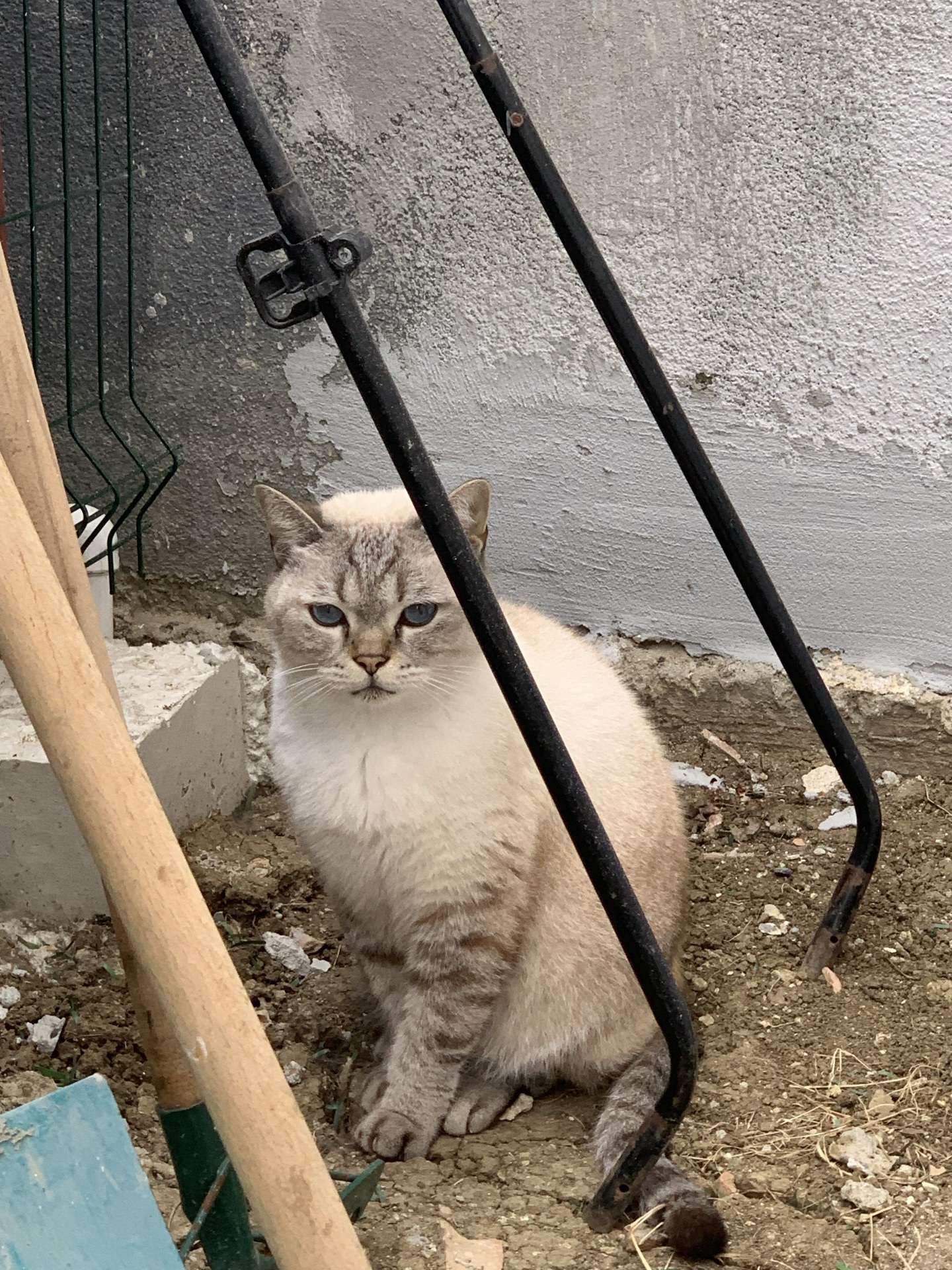 Sahibi Aranıyor: Kedi (13.09.2026)