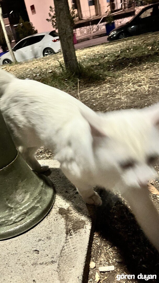 Kayıp kedi mamak akdere
