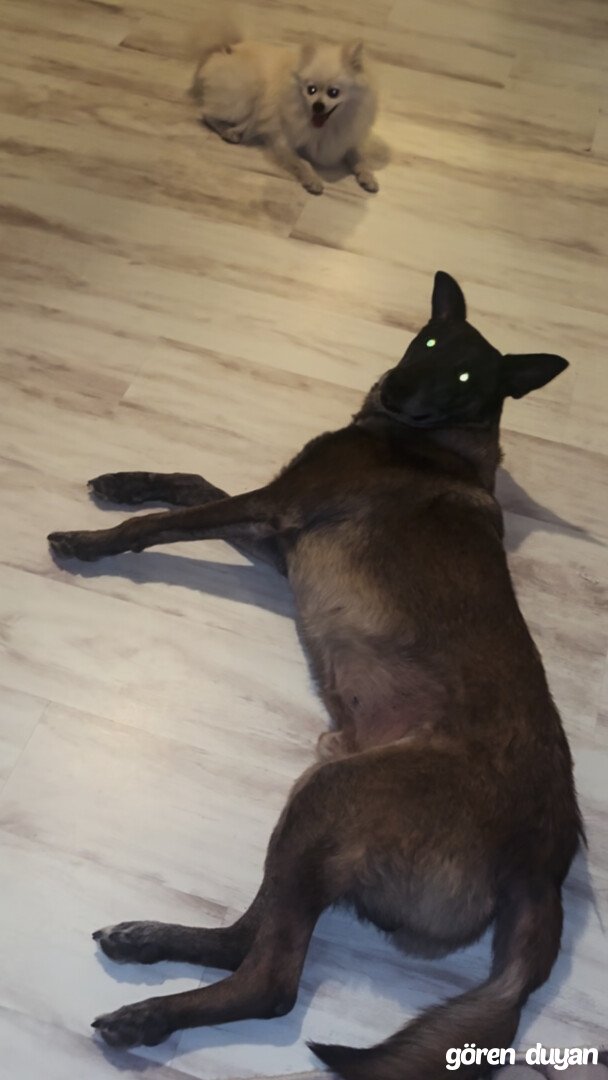 Kayıp köpek ilkadım Cedit mahallesi