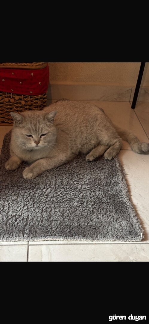 Sahibi Aranıyor: Kedi (15.09.2026)