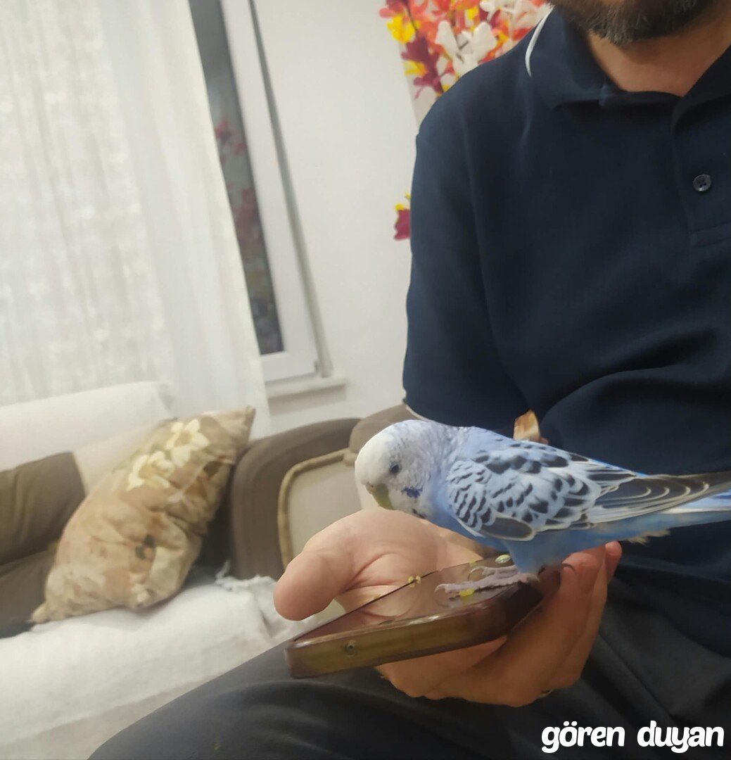 Muhabbet Kuşu - Sahibi aranıyor.