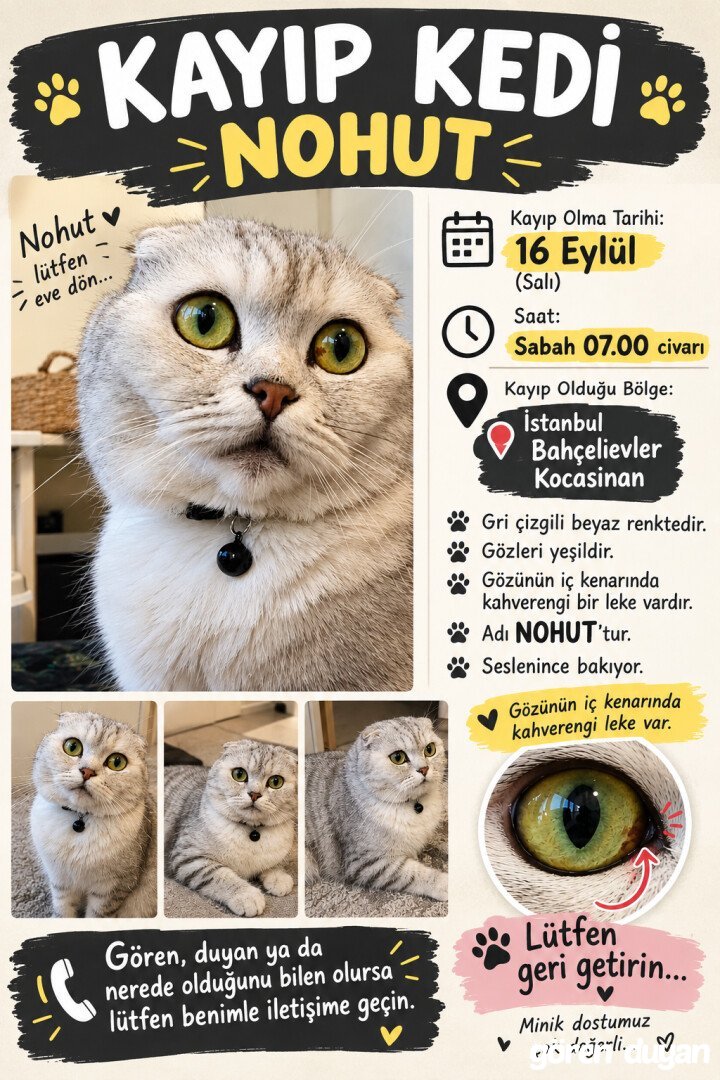Kayıp Kedi (16.09.2026)