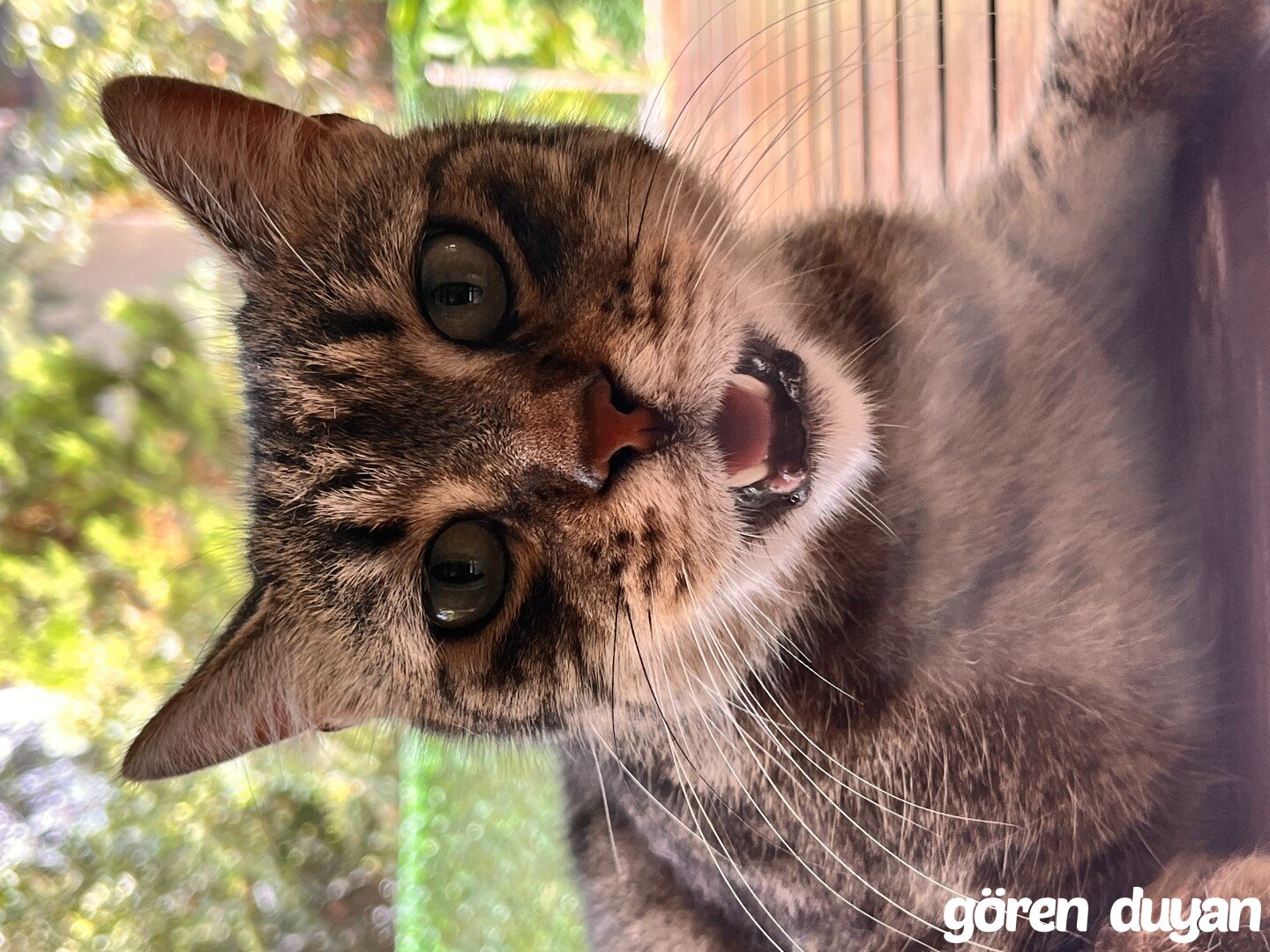 Kayıp Kedi (5.09.2026)