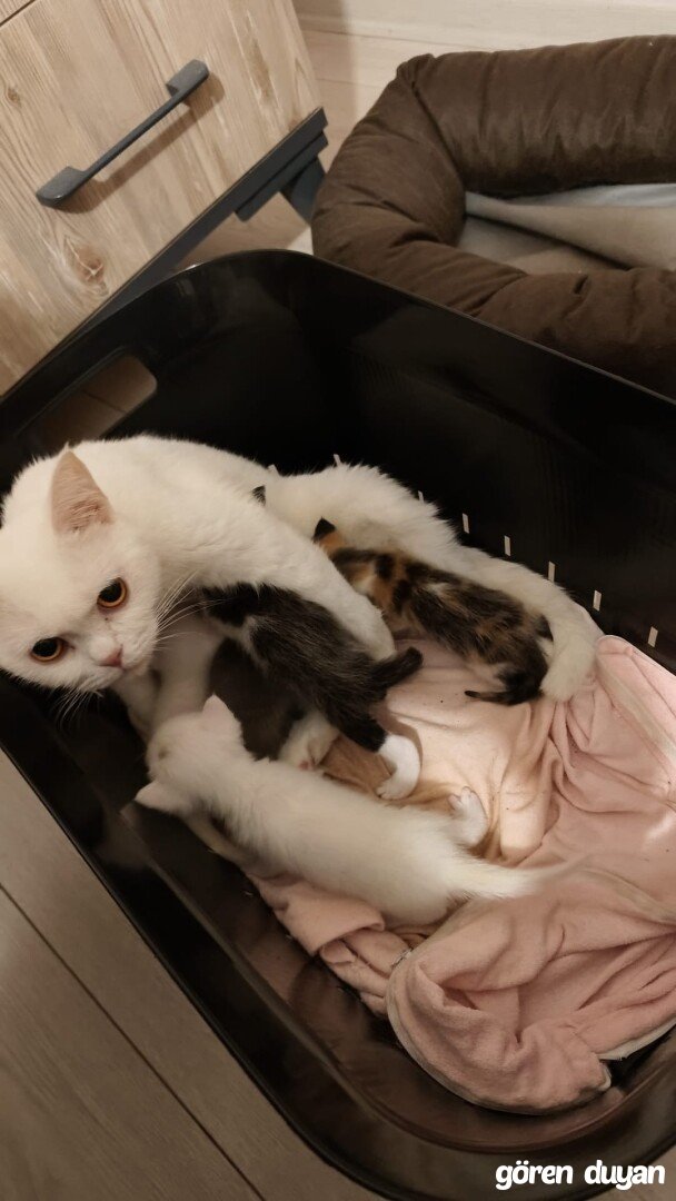 Kayıp dişi kedi Erdemli