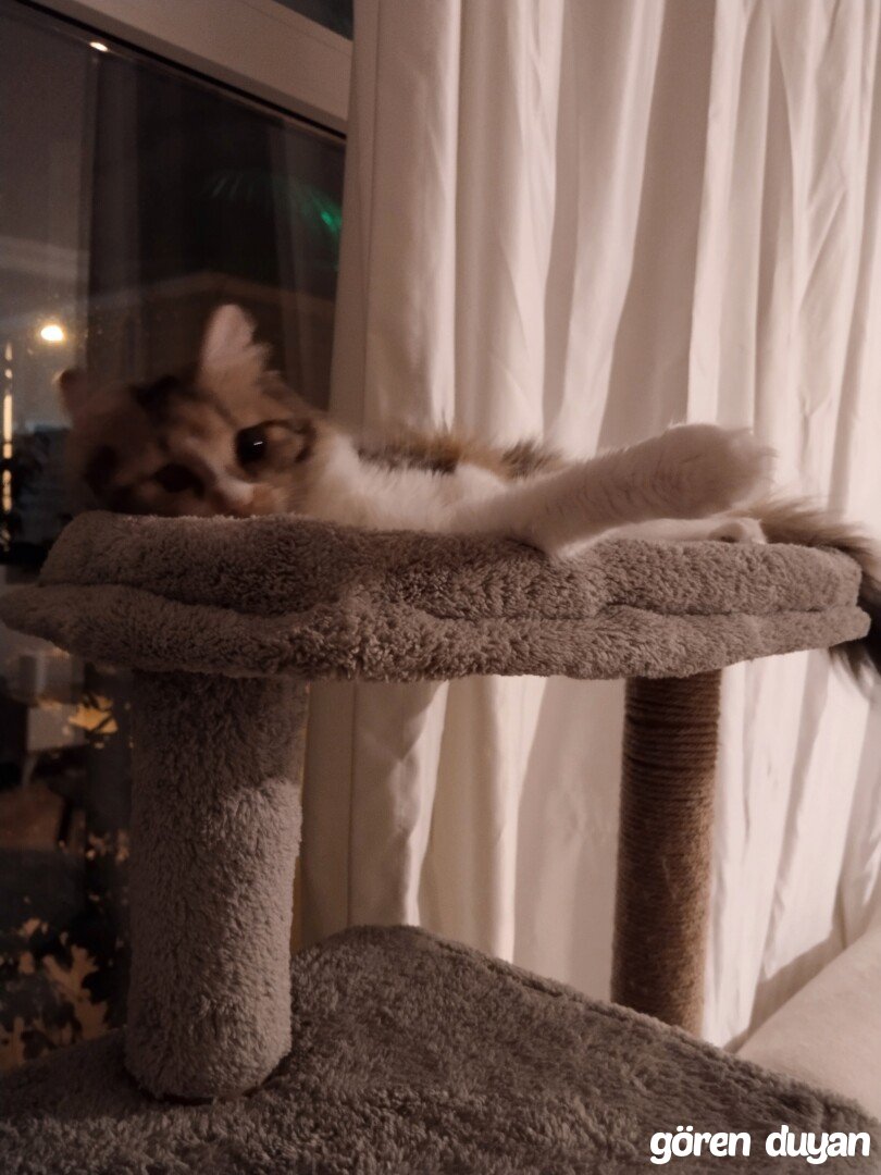 Kayıp Kedi (15.09.2026)