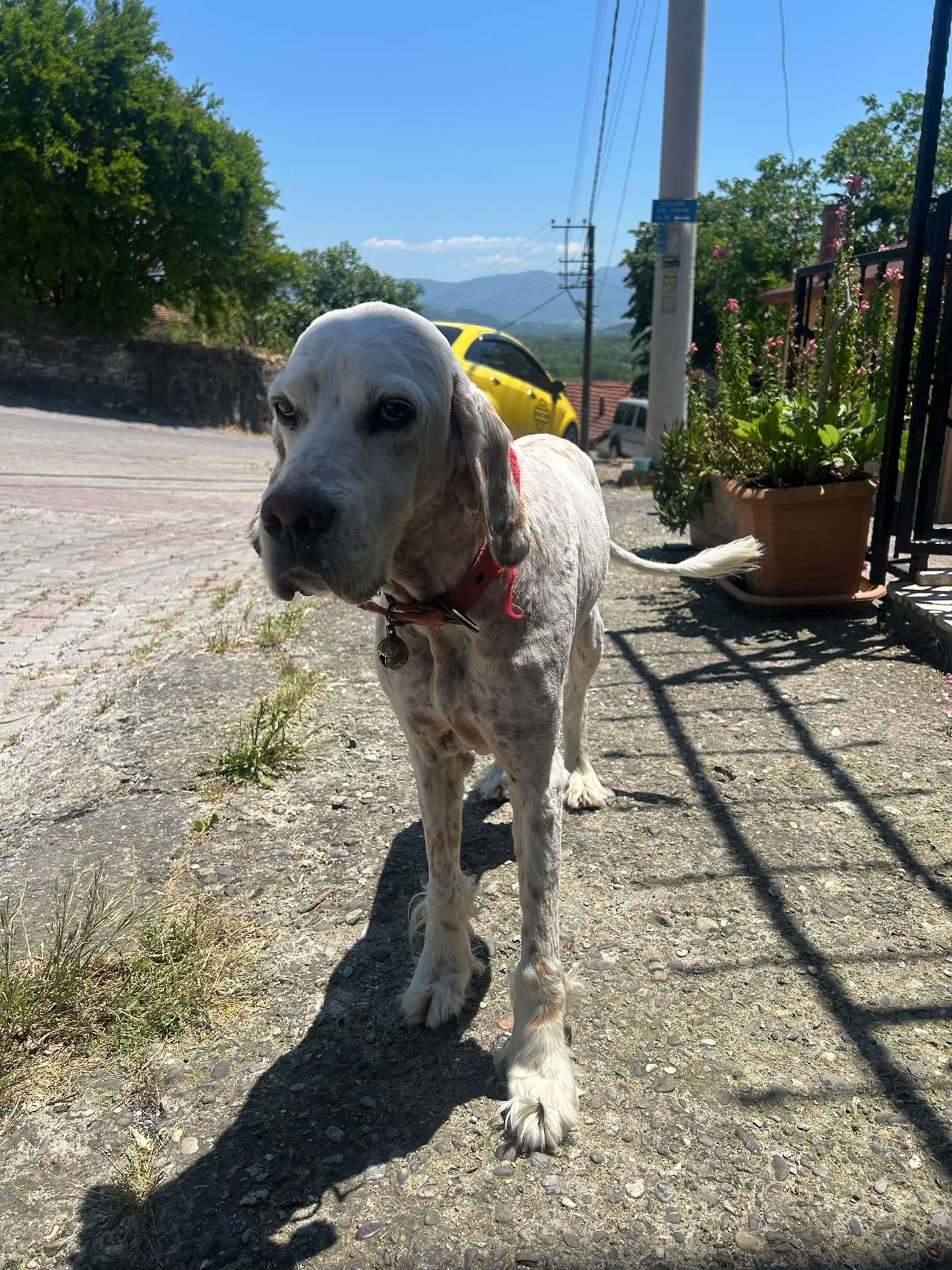 kayıp köpek