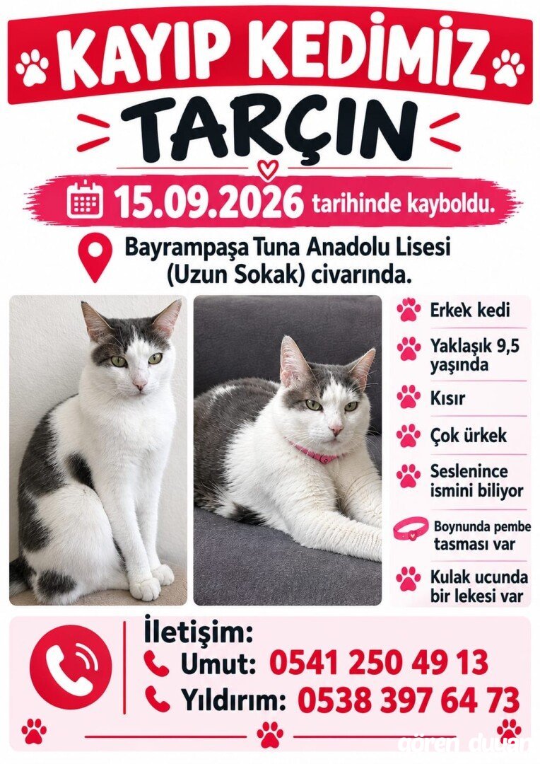 Kayıp kedi - Bayrampaşa