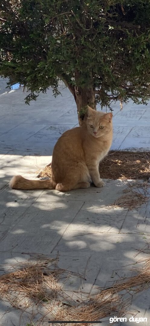 Sahibi Aranıyor: Kedi (17.09.2026)