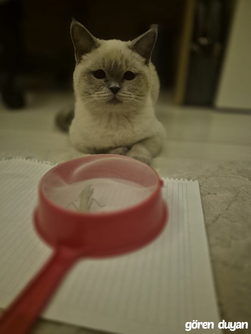 Kayıp Kedi (16.09.2026)