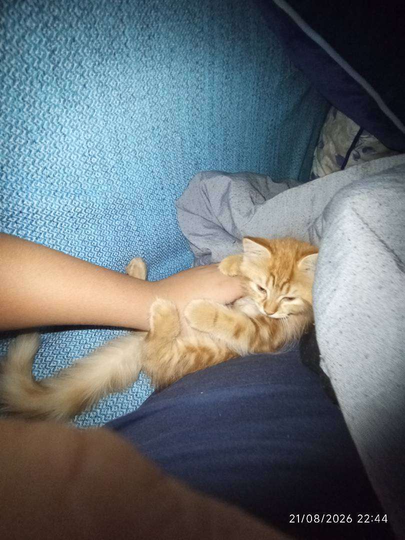 kayıp kedi ismi bratog