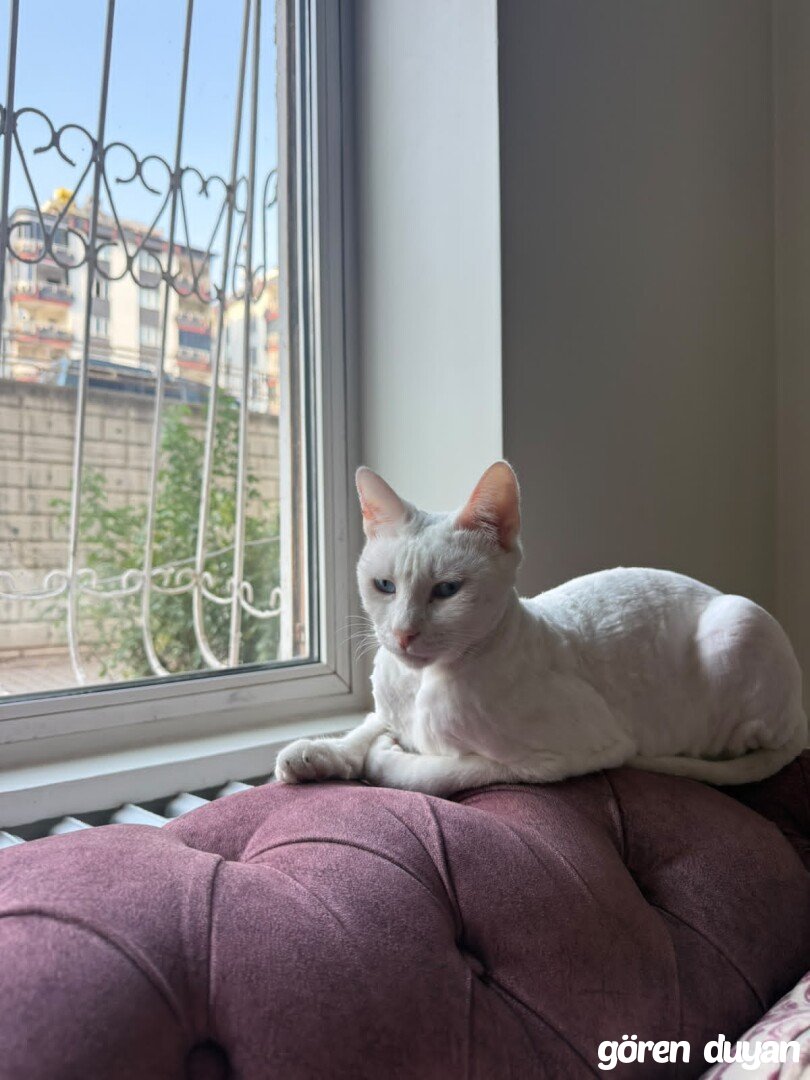 Kayıp Kedi (13.09.2026)