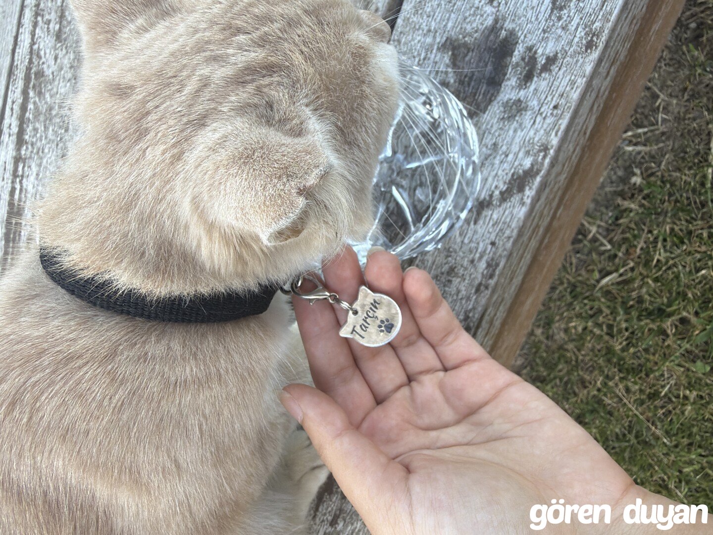Sahibi Aranıyor: Kedi (19.09.2026)