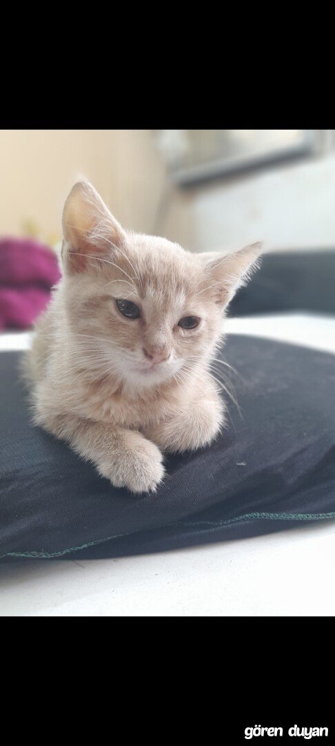 Kayıp Kedi (04.09.2026)