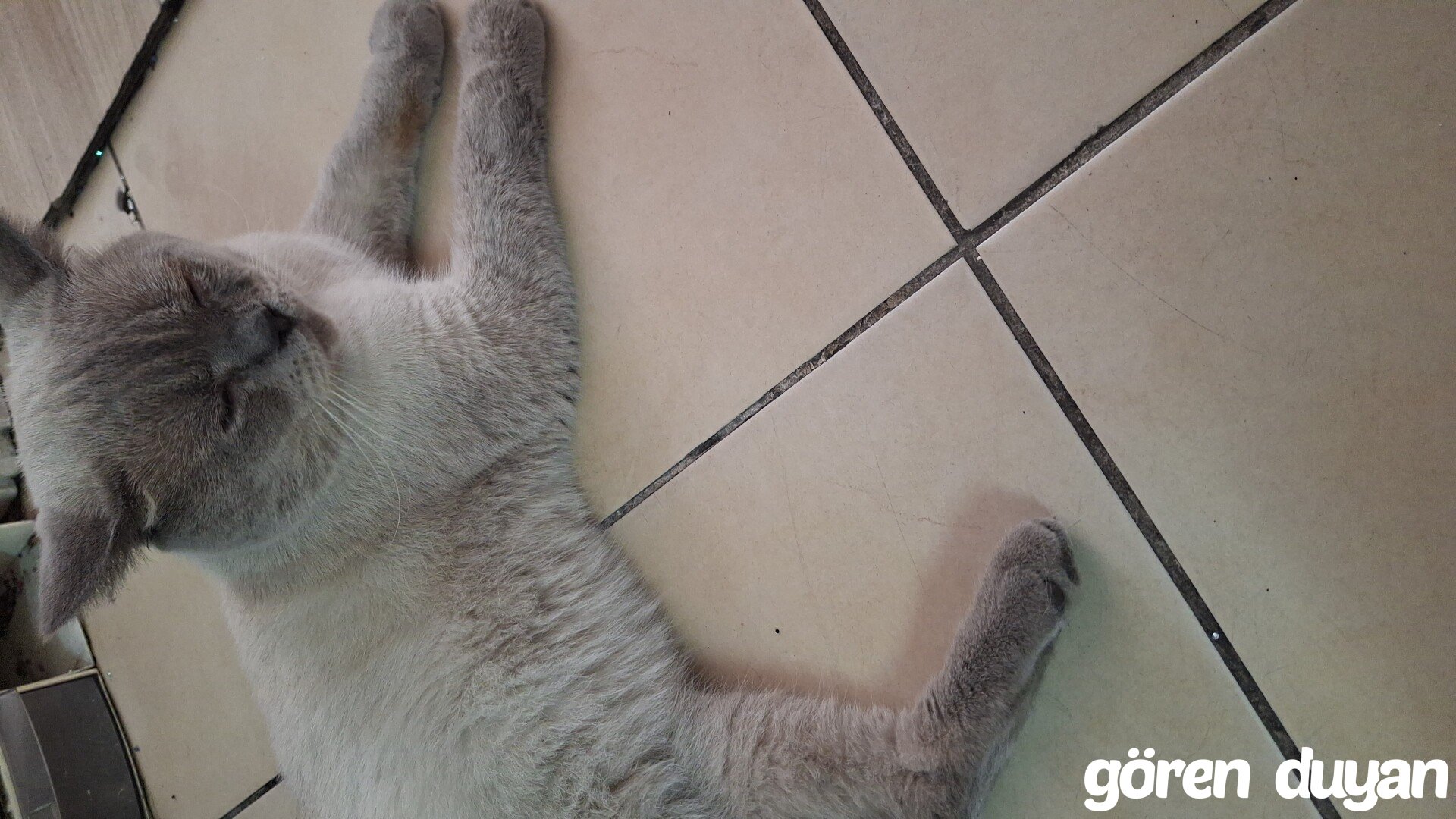Sahibi Aranıyor: Kedi (15.09.2026)