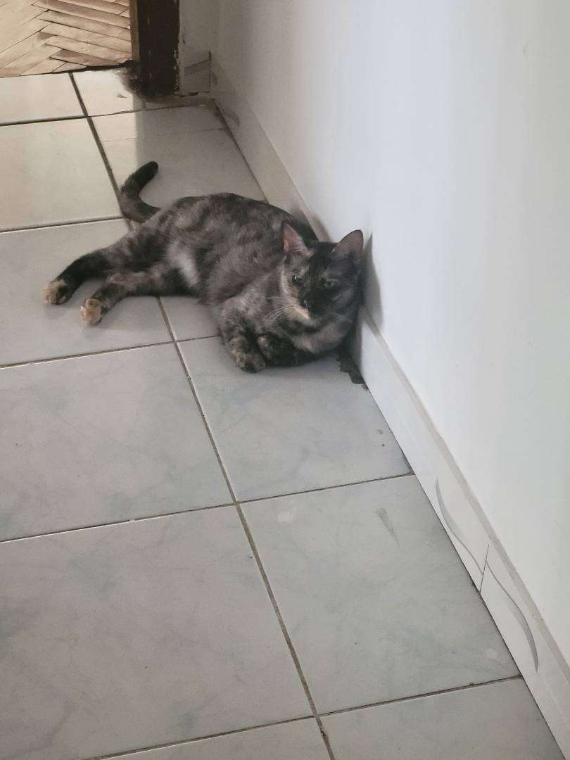 Kayıp Tortilla Kedi