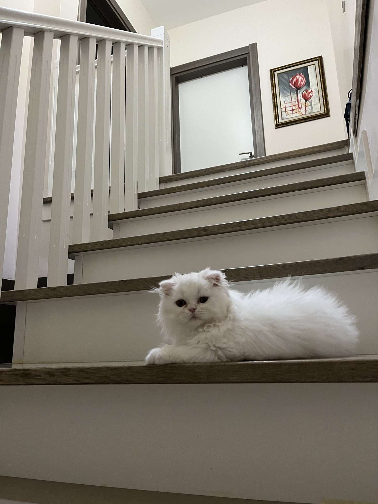Kayıp beyaz tüylü kedi