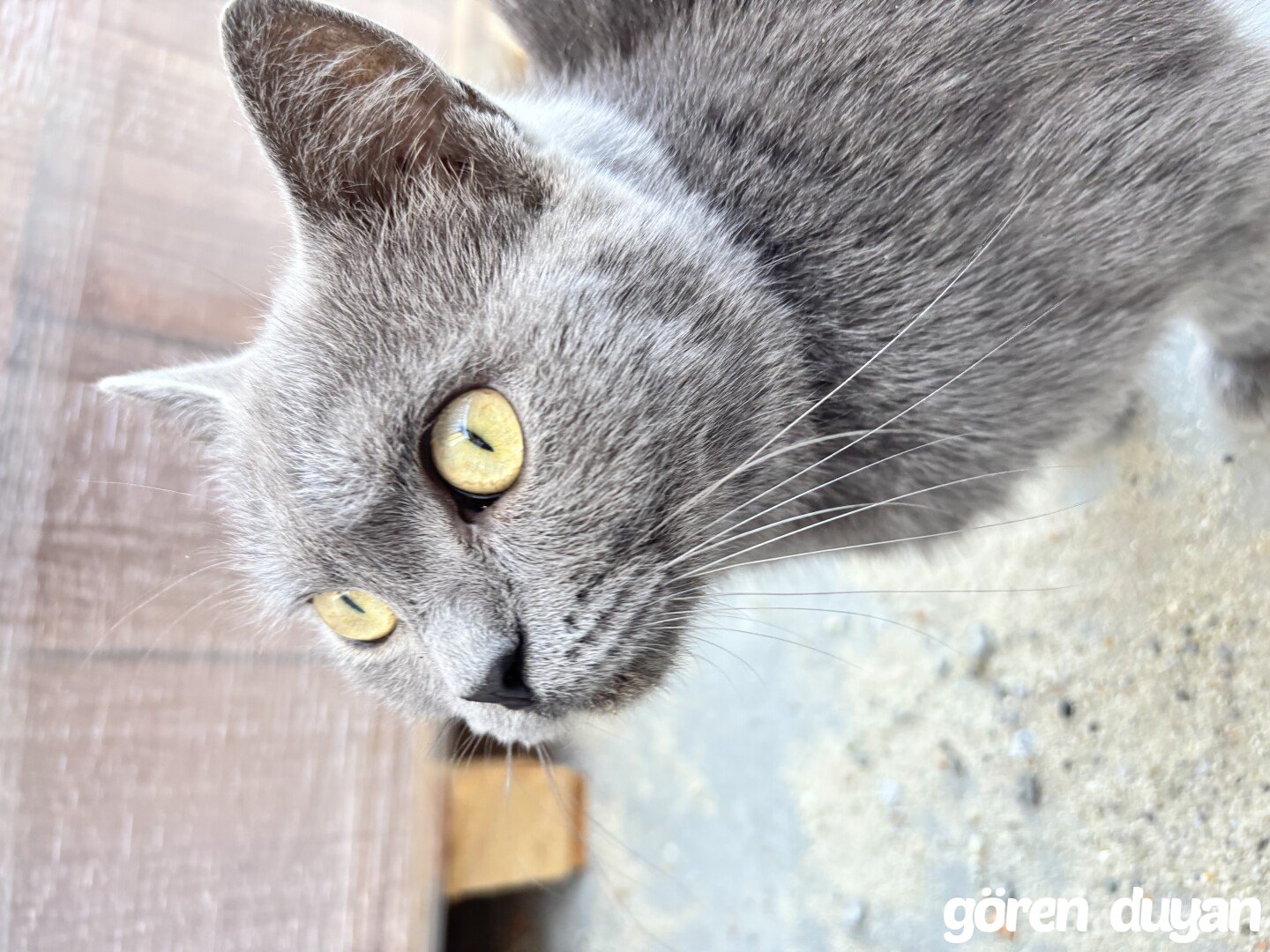 Kayıp Kedi-Bağcılar