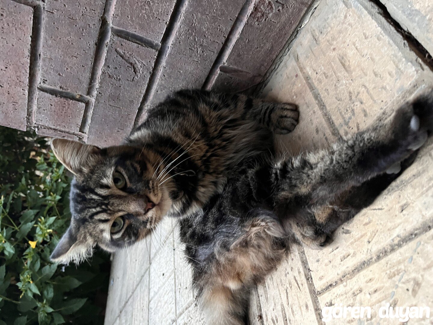 ESENEVLER KAYIP KEDİ