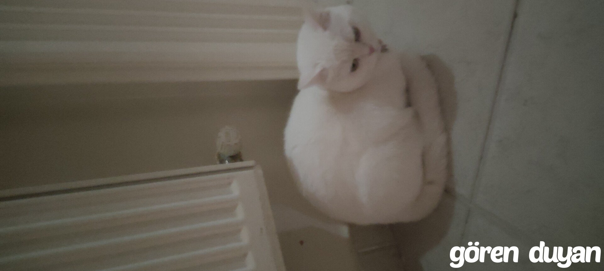 Kayıp Kedi (28.08.2026)