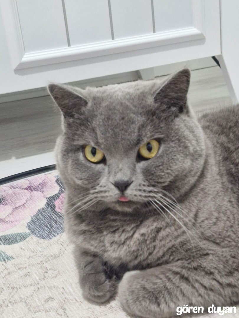 Kayıp Kedi (20.09.2026)