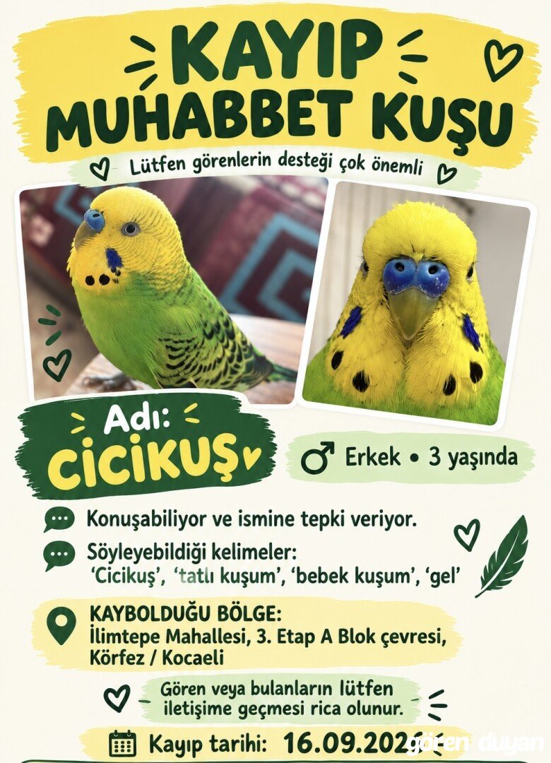 Kayıp Muhabbet Kuşu-Kocaeli
