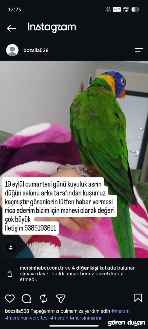 Loripapağanı