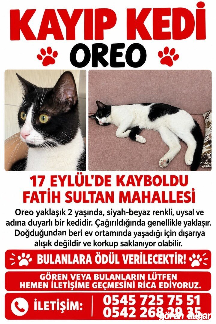 Nizip-Kayıp Kedi