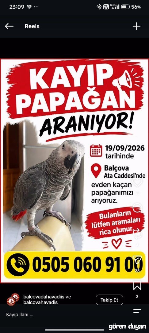 Atta cadesinde kayıp Jako papağan