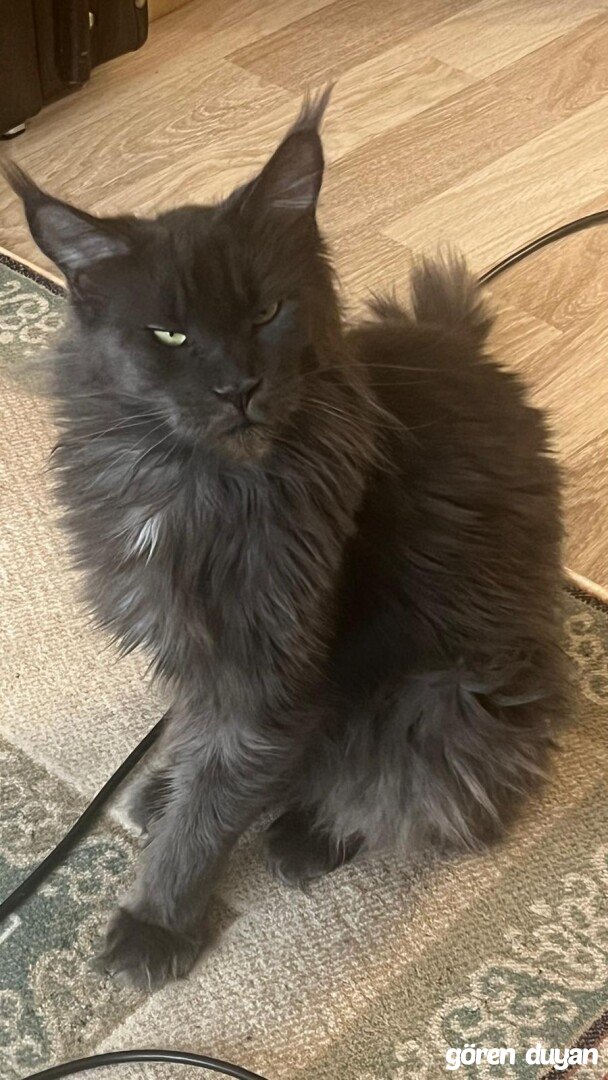 Kayıp Kedi - Ümraniye Tepeüstü